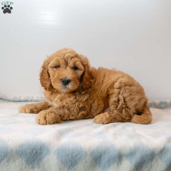 Ace, Mini Goldendoodle Puppy